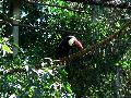 gal/holiday/Brazil 2005 - Foz do Iguacu Birds Sanctuary/_thb_Bird_Sanctuary_Iguacu_DSC07162.jpg